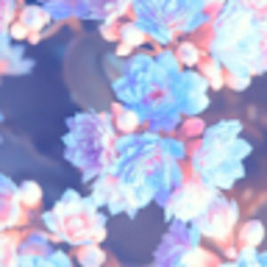 Meet your Posher, Heidi